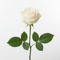 Weiße Rose