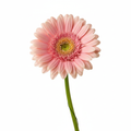 Rosa Gerbera