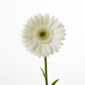 Weiße Gerbera