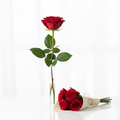 Rote Ecuadorrosen